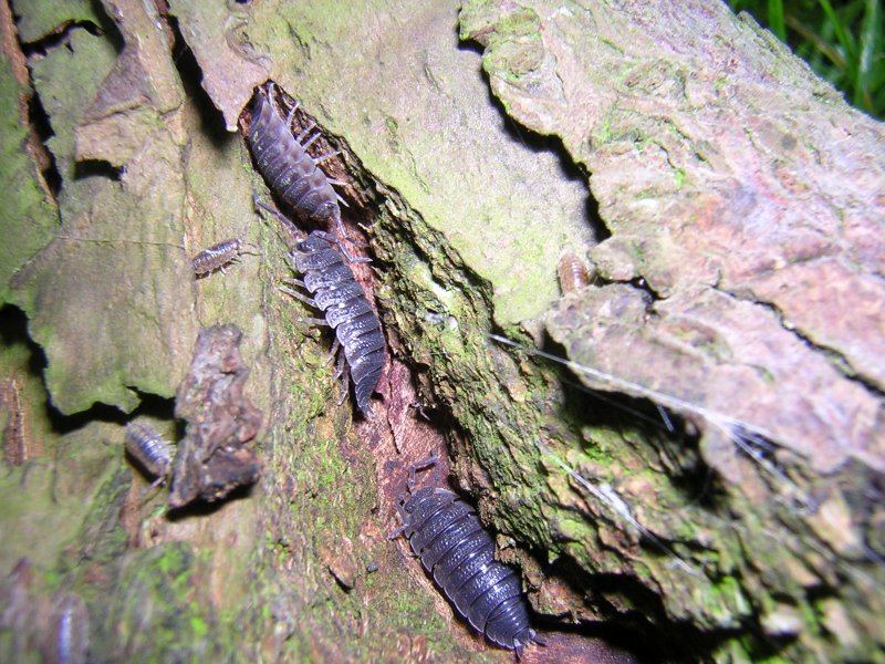 Woodlice in tree bark, illustrating natural substrate texture